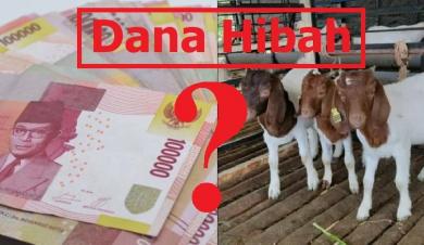 Dana Hibah Hewan Ternak Berbau Penyimpangan ?