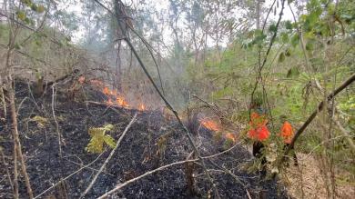 Kebakaran Hanguskan Dua Hektar Hutan di Gunung Jaas Trenggalek